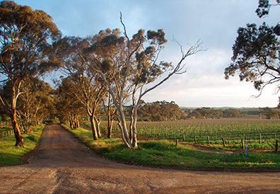 Barossa-Vineyard-Wine-Laughing-Jack-Story