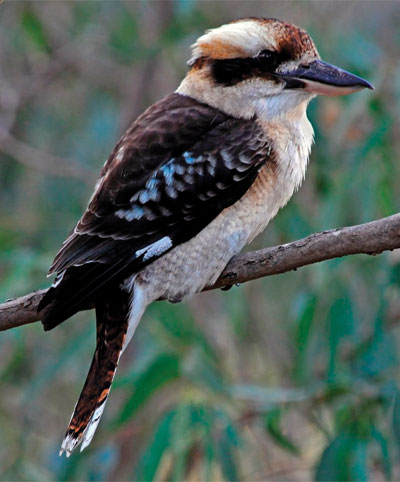 Laughing-Jack-Kookaburra-barossa-valley